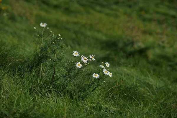 夏日的 camomiles, 野 daisys 的花朵在风中飘上了青山。自然背景, 生态学, 绿色行星概念 — 图库照片