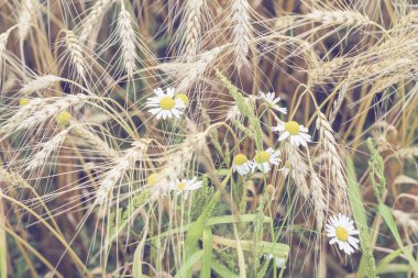 Olgun tahıl kulakları ve sıcak yaz öğleden sonra sarı alan, doğal kırsal arka plan arka plan üzerinde yabani papatya