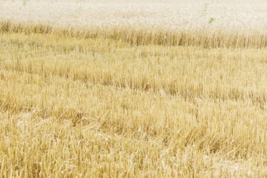 Tarım. Biçilmiş tahıl alan grubundaki, güneşli yaz günü. Kırsal arka plan