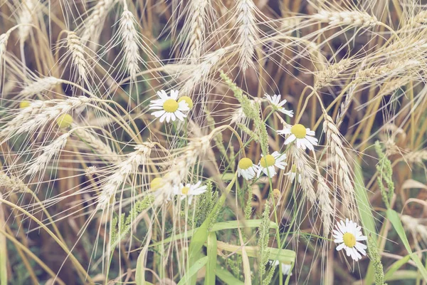 Olgun tahıl kulakları ve sıcak yaz öğleden sonra sarı alan, doğal kırsal arka plan arka plan üzerinde yabani papatya