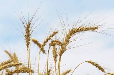 Bulutlar ile mavi gökyüzü güneşli günde yüksek olgun tam tahıllı Mısır gevreği yakın çekim. Seçici odak, doğal kırsal arka plan