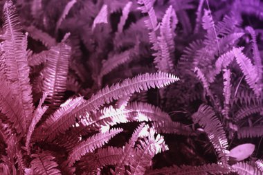 Süs renkli yeşillik, tropikal yaprak fern, parlak bir renk. Soyut doğal desen doku, egzotik geometrik botanik arka plan