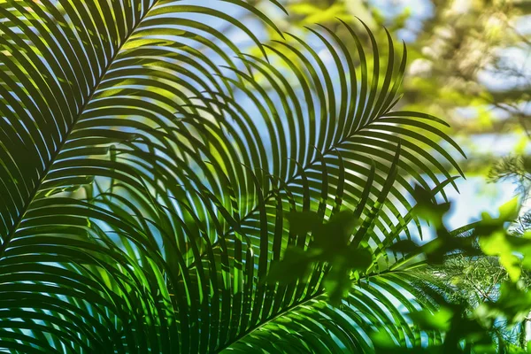 Vista di una palma da dattero sub tropicale rami con luce naturale. Texture astratta, naturale sfondo verde giungla esotica. Modello naturale — Foto Stock