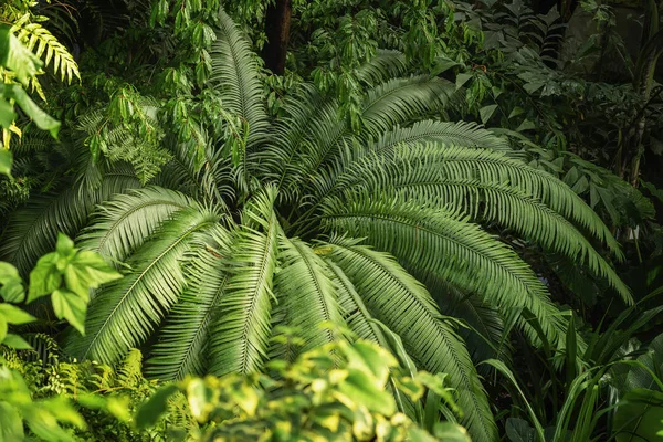 Φυσικό πράσινο τροπικό υφή διαφορετικά φωτεινά πράσινα φύλλα, τα κλαδιά φοίνικα, φύλλωμα, φρέσκο εξωτικό βοτανικό μοτίβο. Αφηρημένη φυσική εξωτική ζούγκλα παρασκήνιο — Φωτογραφία Αρχείου