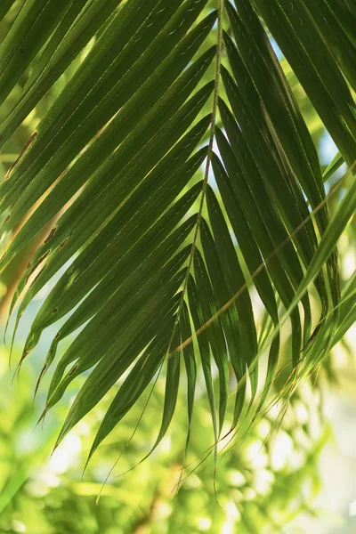 Натуральный зеленый лист с естественным светом, пальмовые ветви, листья, свежий экзотический ботанический узор. Абстрактные вертикальные джунгли — стоковое фото