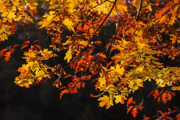 秋天图案由五颜六色的树枝。背景, 背景, 基底, 组合使用 — 图库照片