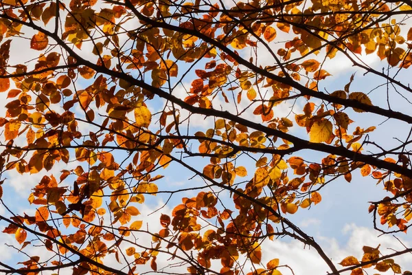 五彩缤纷的秋枝和清凉的蓝天 — 图库照片