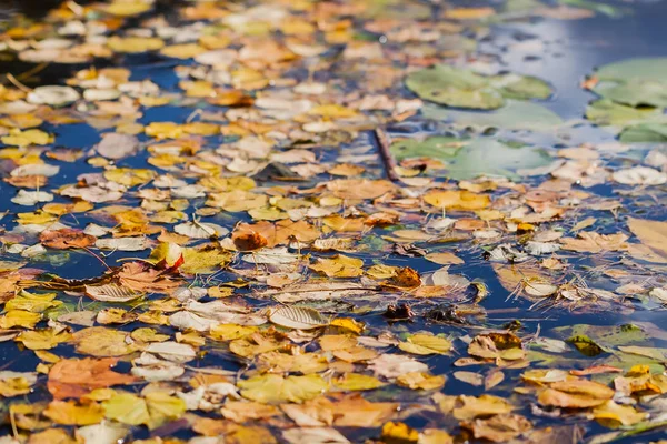 色鮮やかな紅葉と太陽の反射で冷たい青い水 — ストック写真