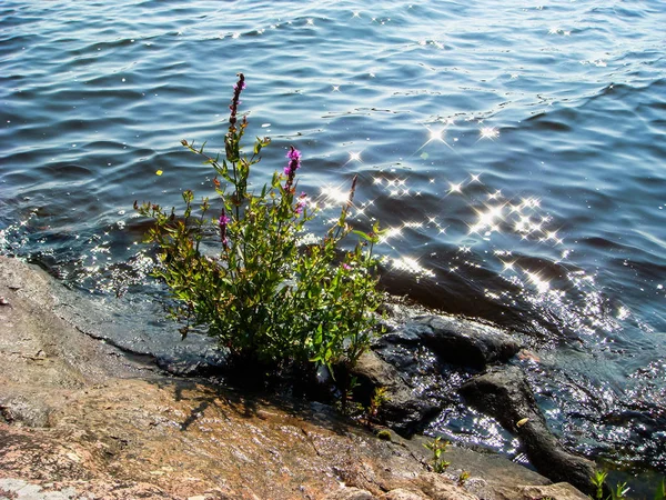 호수, 자연 태양 플레어 및 bokeh의 바위 해 안에 야생 아름 다운 꽃 덤 불 — 스톡 사진
