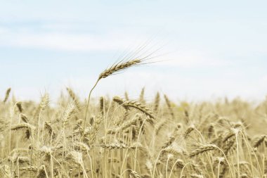 Tarım. Olgun tahıl kulaklarında alan çiftlik, güneşli sıcak yaz günü, mavi gökyüzü. Kırsal arka plan