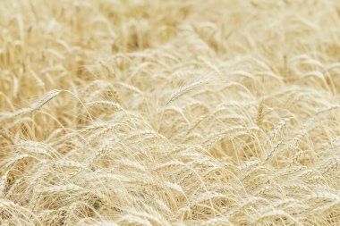 Buğday alan, Olgun arpa, çavdar alanında güneşli gün, doğal açık renkli, seçici odak