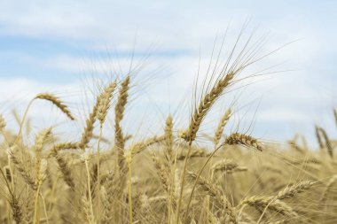 Buğday alan, Olgun arpa, çavdar alan bulutlar ile mavi gökyüzü güneşli gün. Tarım yaz kırsal arka plan