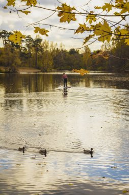 Sonbahar manzara, tanınmayan genç adam, sörfçü, gölet, yaban hayatı, ördek su, orman yaprakları sarı