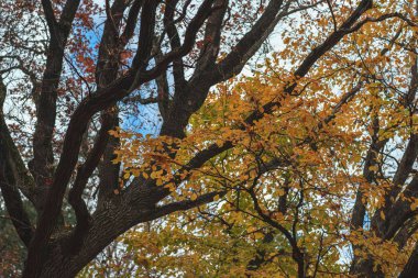 Parlak doğal ağacın dalları, büyük canlı renkli Doğa Sonbahar ormandaki