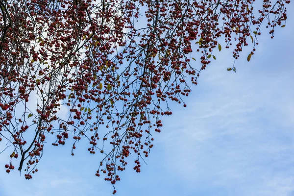 Heldere schilderachtige takken van crab apple boom met rode appels op achtergrond van hemel, vallen. Natuurlijke herfst kleuren, malus baccata — Stockfoto