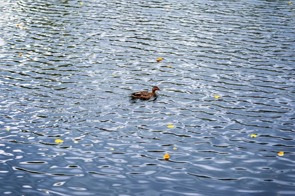 Einzelne Ente im Herbst mit abgefallenen Herbstblättern im Wasser — Stockfoto