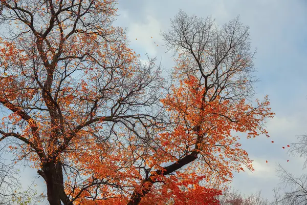 明亮的秋树冠, 从风中飞出最后的叶子 — 图库照片