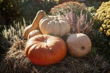 Sonbahar tarih Pzr, Kuru saman tarafından olgun farklı kabaklar yaktı. Hasat tatil, Şükran günü, Cadılar Bayramı için geleneksel sembolü. Ev aile tatil dekorasyon