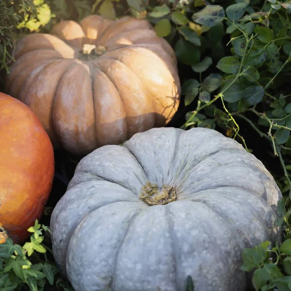 Calabazas maduras de cerca. Símbolo tradicional para las vacaciones de cosecha, Día de Acción de Gracias, Halloween. Decoración de vacaciones familiares en el hogar — Foto de Stock