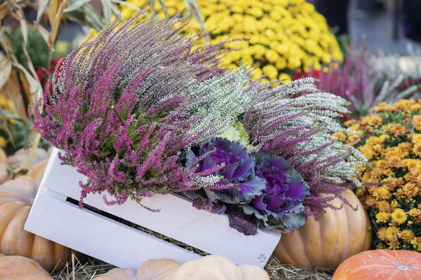 Caja de madera con flores decorativas de color rosa púrpura repollo, flores, calabazas en paja seca. Vacaciones de cosecha, Día de Acción de Gracias, Halloween. Decoración del hogar — Foto de Stock