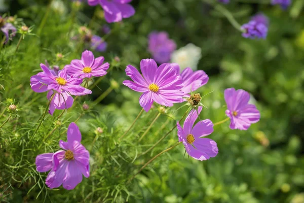 Cosmos flowers, herbaceous plants. Elegant plants with pink, purple flowers, unpretentious ornamental garden plants. Summer natural background