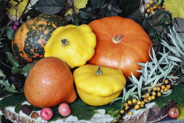День благодарения, натюрморт осени, урожай и символ праздников, а также здоровые органические продукты питания - различные виды тыкв, фруктов, облепихи цветных листьев — стоковое фото