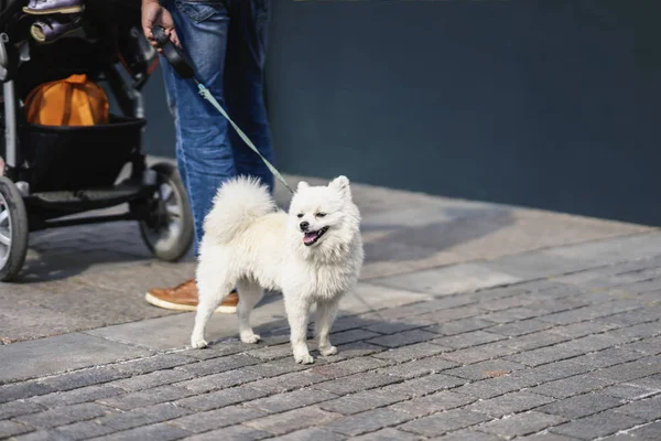 Άσπρο νεαρό σκύλο σε ένα λουρί στο χέρι ενός ανθρώπου για μια βόλτα στην πόλη — Φωτογραφία Αρχείου