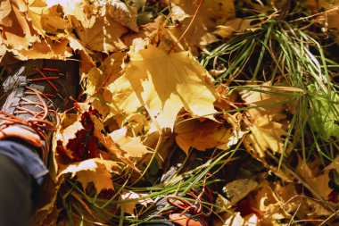 Bacaklarda spor ayakkabı Sonbahar Park birçok düşen yaprakları sarı sonbahar yeşillik zemin, Çift