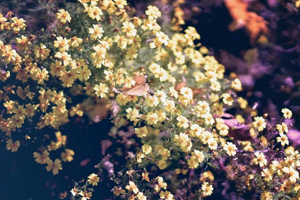 Herfst gele bloemen op een straat flowerbed met bee, zonnige dag, seizoenen veranderen. Vervagen, selectieve aandacht. — Stockfoto