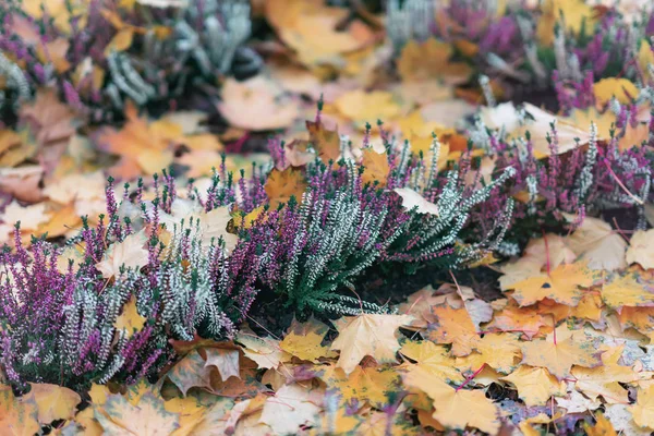 Erica brilhante florescendo entre a folhagem de outono caída. Planta perene do género heathers. Fundo de outono pitoresco natural — Fotografia de Stock