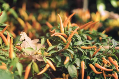 Sonbahar, açık, sokak çiçek içinde süs sarı capsicum Annuum biber düşen meşe yaprağı alışveriş