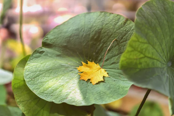 First fallen yellow maple leaf in green grass close-up, sunny day. Autumn season. Modern background or banner design — Stock Photo, Image