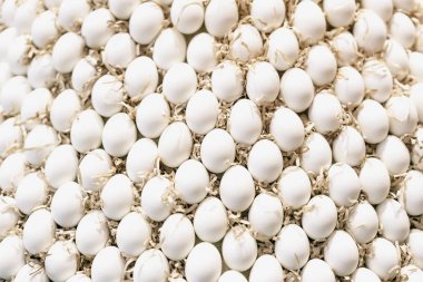 Birçok beyaz tavuk yumurtası. Doğal arka plan ve doku. Tavukçuluk ve tarım kavramı