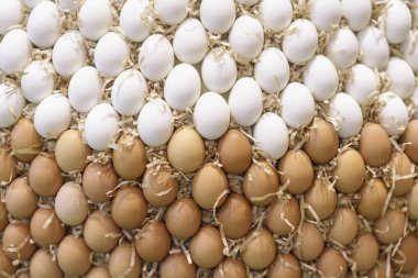 Birçok organik taze beyaz ve kahverengi yumurta. Tavukçuluk, tarım ve sağlıklı gıda kavramı. Kırsal arka plan ve doku