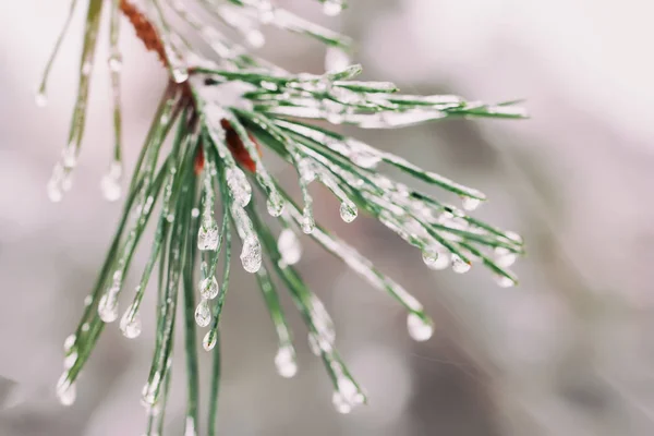 겨울 서 리와 눈 눈 덮인 소나무의 클로즈업. 크리스마스, 겨울, 봄, 새 해 복 많이 받으세요 배경 — 스톡 사진
