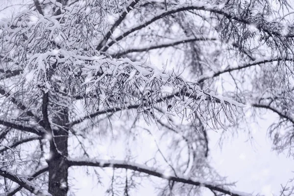 겨울에 눈 나무 가지를 적용. 텍스처와 자연 배경 — 스톡 사진
