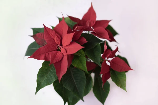 Czerwona poinsecja, Euphorbia Pulcherrima, Boże Narodzenie gwiazda zbliżenie, top view — Zdjęcie stockowe