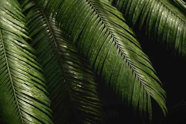 Luonnollinen vihreä trooppinen kirkkaan vihreä tausta luonnon palmujen oksat, lehdet, tuore eksoottinen kasvitieteellinen kuvio, viidakon rakenne — kuvapankkivalokuva