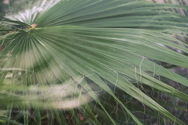 Tropiska naturliga palm trädgrenar med dimma. Abstrakt naturliga exotiska botaniska bakgrund — Stockfoto