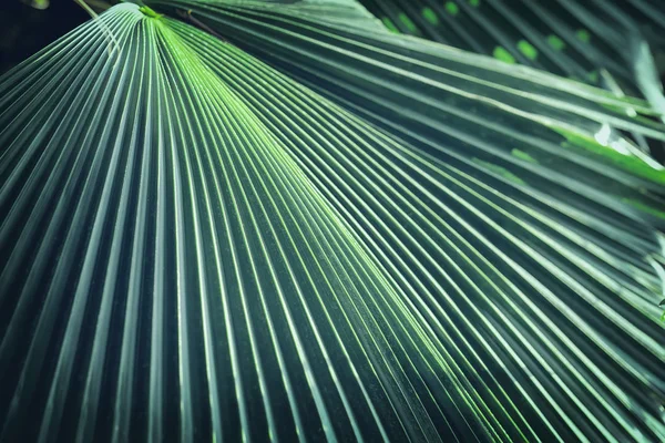 Тропический пальмовый лист крупным планом. Экзотический геометрический зеленый фон, ботанический узор джунглей, текстура джунглей — стоковое фото