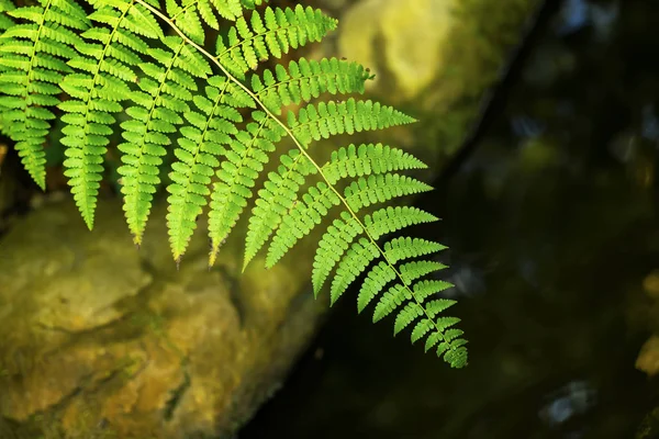 Green tropical dark bright green background of natural fern branch, foliage, fresh exotic botanical pattern, jungle texture