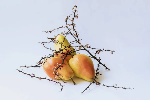 Art still life of bright ripe pears in dry prickly branches with berries on a light background. — Stock Photo, Image
