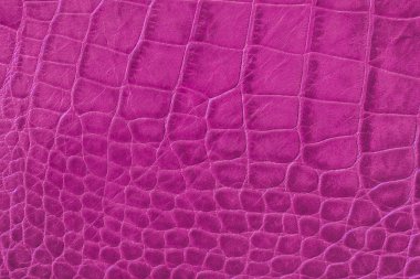 Pembe mor hakiki deri yakın çekim, kabarık ölçekler sürüngenler, moda trend desen ile doku