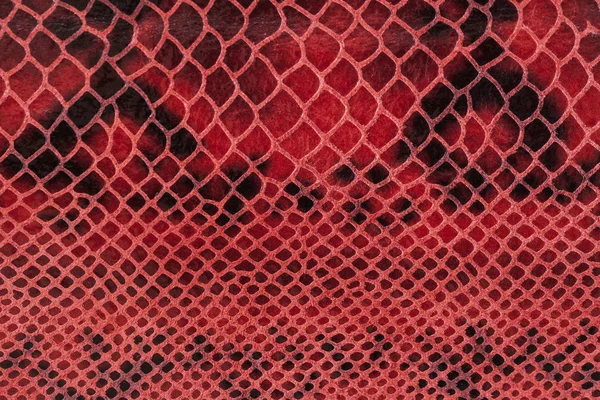 Superfície de couro genuíno close-up, imitação de réptil exótico, textura, fundo da moda — Fotografia de Stock