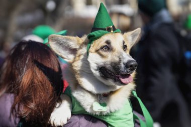 Portre tatlı, güzel köpek yeşil İrlandalı şapkalı, aziz patrick günü tatil. St.Patrick s gün