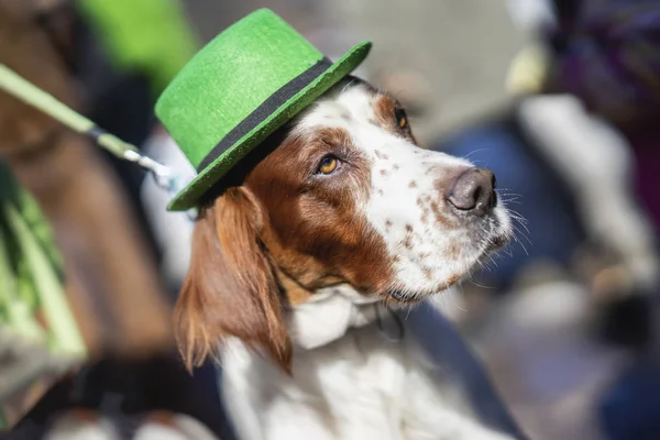 Güzel, sevimli köpek yakın çekim yeşil İrlandalı şapkalı, aziz patrick günü tatil portresi. St.Patrick s gün