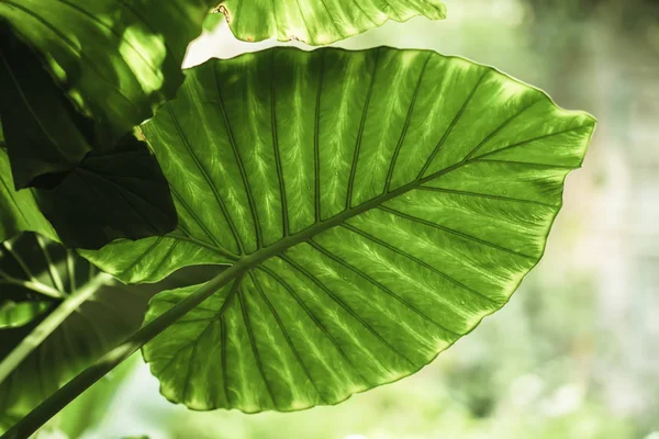 Tropická zelená listová detail wih kapky deště, přírodní texturu, exotické tropické barevné pozadí — Stock fotografie
