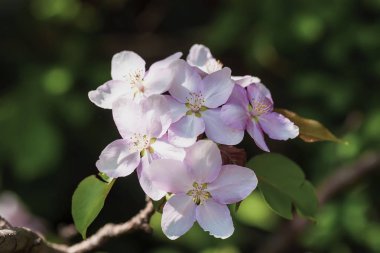 Yeşillik bir doğal yeşil arka plan üzerinde çiçek vahşi bir elma dalı