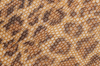 Kabartmalı hakiki deri, leopar yakın çekim deseni, doku ve doğal arka plan, orman moda trendi