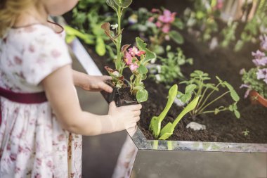Bahar çiçek dikimi çiçek fideleri plastik kaplarda tutan tanınmaz sevimli küçük kız.